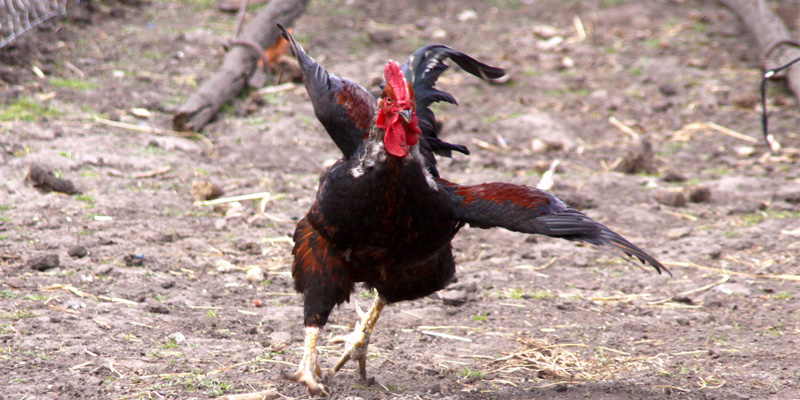 OFFRE SPÉCIALE : UNE COQUE ACHETÉE = UN COQ OFFERT